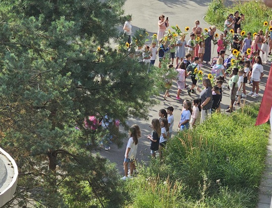 Spalier Sonnenblumen